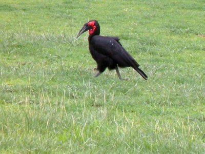 Southern Ground-hornbill
