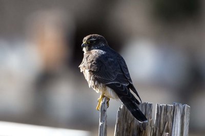 Merlin (Falco columbarius), Salisbury Beach State Reservation, MA