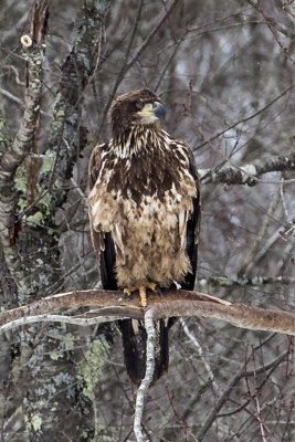 Bald Eagle (Haliaeetus leucocephalus) (immature), South Road, East Kingston, NH