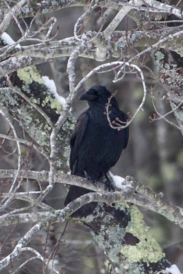 Common Raven (Corvus corax), South Road, East Kingston, NH