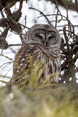Barred Owl (Strix varia), Parker River NWR, Rowley, MA