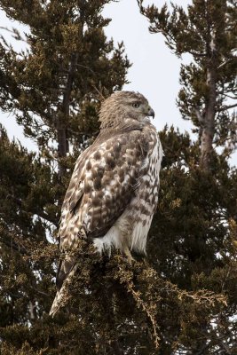 Red-tailed Hawk (Buteo jamaicensis) (immature), Lot 1, Parker river NWR, Newbury, MA