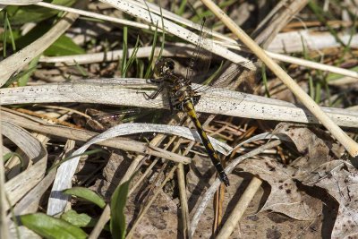 Hudsonian Whiteface (Leucorrhinia hudsonica) (male), Brentwood Mitigation Area, Brentwood, NH