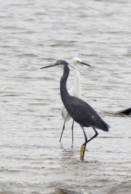 Western Reef Heron with Snowy Egret, New Castle, NH - September 2006