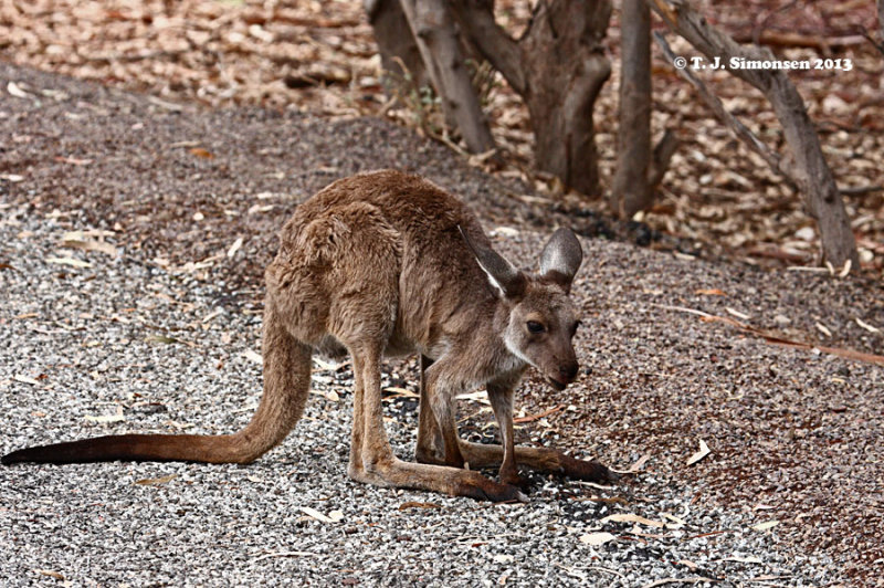 Western Grey Kangaroo <i>(Macropus fuliginosus)</i>