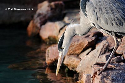 Grey Heron (Ardea cinerea)