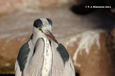 Grey Heron (Ardea cinerea)