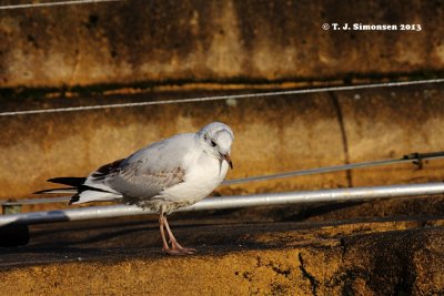 Black-headed Gull (Larus ridibundus)