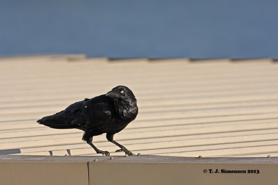 Australian Raven (Corvus coronoides)