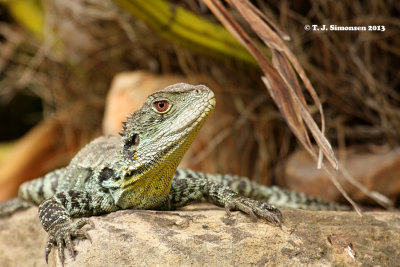 Eastern Water Dragon (Physignathus lesueurii)