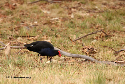 Purple Gallinule (Porphyrio porphyrio)