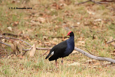 Purple Gallinule (Porphyrio porphyrio)