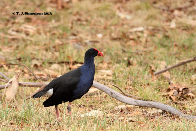 Purple Gallinule (Porphyrio porphyrio)