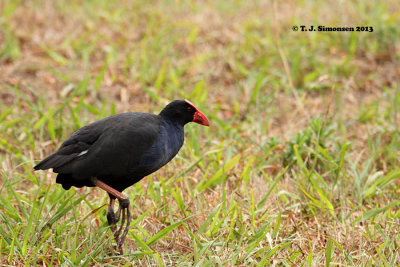 Purple Gallinule (Porphyrio porphyrio)