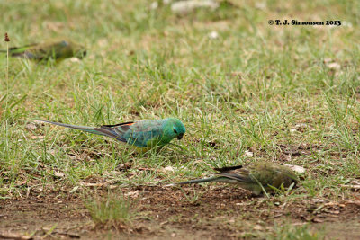 Red-rumped Parrot (Psephotus haematonotus)