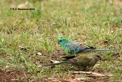Red-rumped Parrot (Psephotus haematonotus)