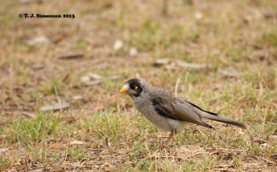 Noisy Miner (Manorina melanocephala)