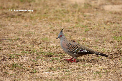 Pigeons and doves (Columbidae)