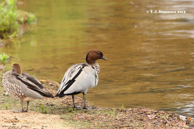 Australian Wood Duck (Chenonetta jubata)