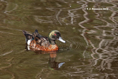 Chestnut Teal (Anas castanea)