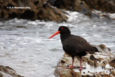 Sooty Oystercatcher (Haematopus fuliginosus)