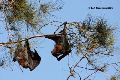 Bats and Insectivores