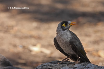 Noisy Miner (Manorina melanocephala)