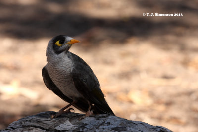 Noisy Miner (Manorina melanocephala)