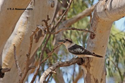 Kingfishers, Rollers and allies (Coraciiformes)