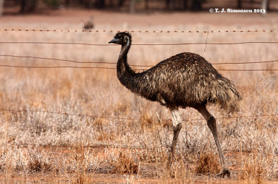 Ostrich and Allies