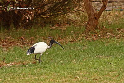 Australian White Ibis (Threskiornis molucca)