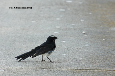 Willie Wagtail (Rhipidura leucophrys)