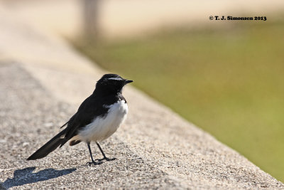 Willie Wagtail (Rhipidura leucophrys)