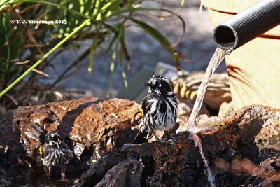 New Holland Honeyeater (Phylidonyris novaehollandiae)