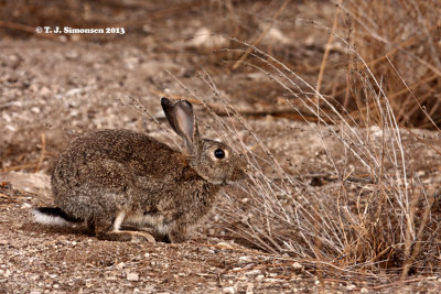 European Rabbit (Oryctalagus cuniculus)