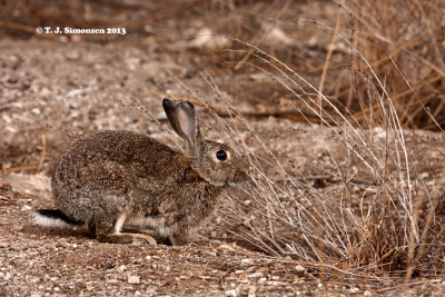 Lagomorphs (hares, rabbits and pikas)