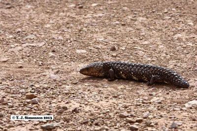 Shingleback (Tiliqua rugosa