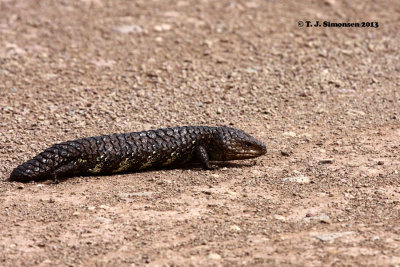 Shingleback (Tiliqua rugosa