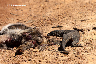 Heath Monitor (Varanus rosenbergi)