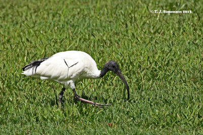 Australian White Ibis (Threskiornis molucca)