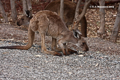 Western Grey Kangaroo (Macropus fuliginosus)