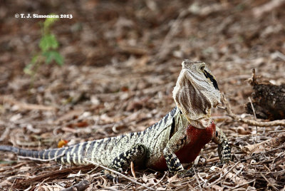 Eastern Water Dragon (Physignathus lesueurii)