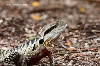 Eastern Water Dragon (Physignathus lesueurii)