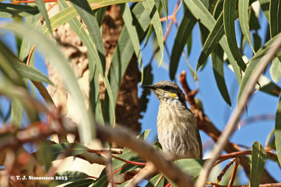 Singing Honeyeater (Lichenostomus virescens)