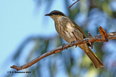 Singing Honeyeater (Lichenostomus virescens)