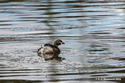 Australasian Grebe (Tachybaptus novaehollandiae)