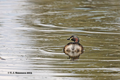 Grebes, Loons and Flamingos