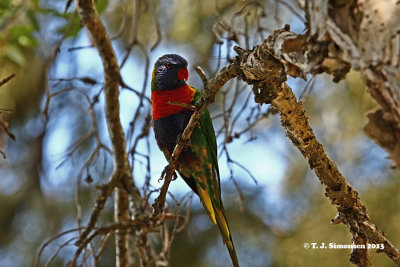 Rainbow Lorikeet (Trichoglossus haematodus)