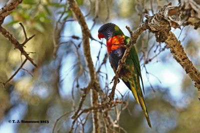 Parrots and Cockatoos (Psittacitidae and Cacatoidae)