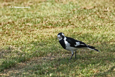 Magpie-lark (Grallina cyanoleuca)